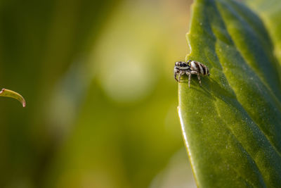 Close-up of insect on leaf