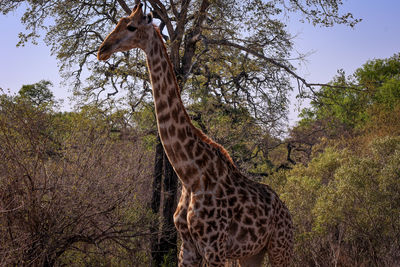 giraffe