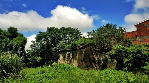 Panoramic shot of trees and plants against sky