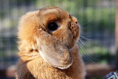 Close-up of squirrel