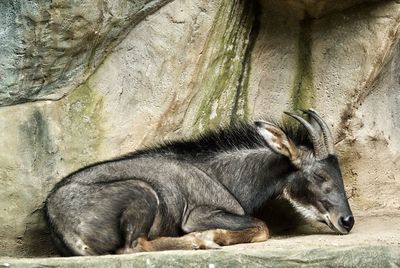 Close-up of serow relaxing outdoors