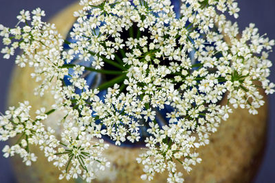 Close-up of queen anne's lace in vase