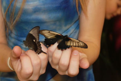 Close-up of butterfly on hand