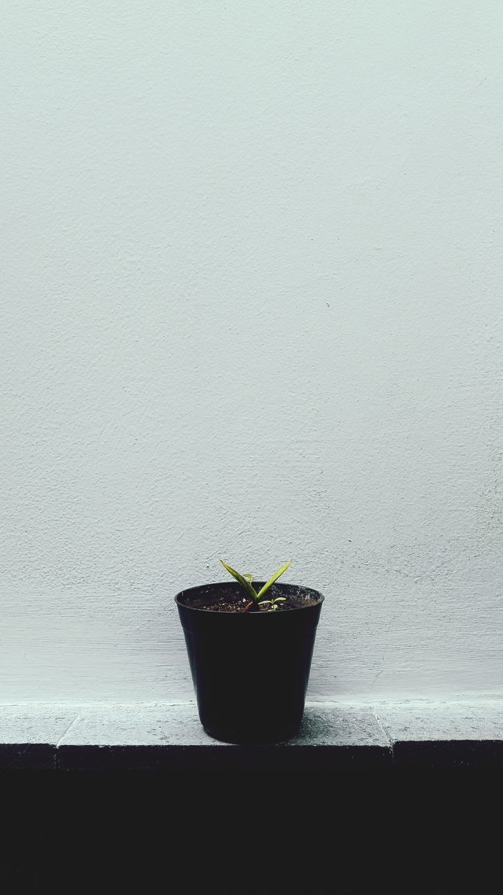 potted plant, plant, growth, table, no people, nature, indoors, leaf, close-up, day