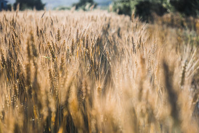 Close-up of wheat field