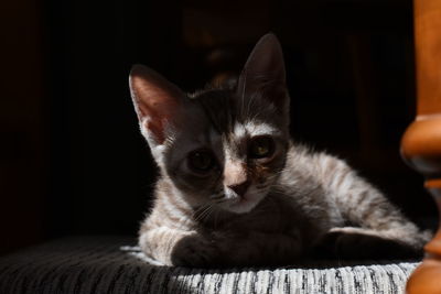 Close-up portrait of a cat at home