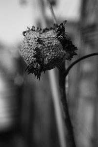 Close-up of flower against blurred background