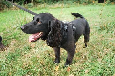 Black dog looking away on field