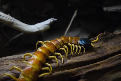 Close-up of insect on wood