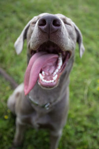 Close-up of dog on field