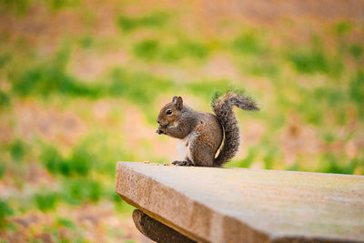 Squirrel on wood