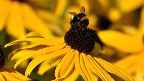 Close-up of honey bee on yellow flower