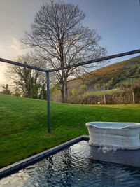 Bare tree in swimming pool