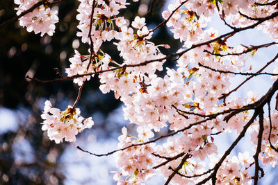 Low angle view of cherry blossoms