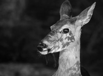 Portrait of deer