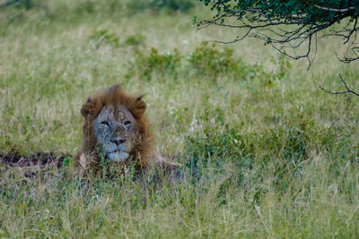 Lioness running on grassy field