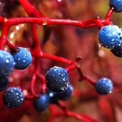 Close-up of water drop on twig