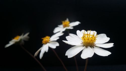 Close-up of white daisy flower