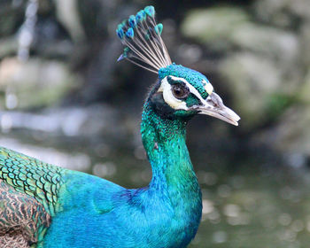 Close-up of peacock