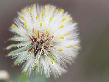 Close-up of white dandelion flower