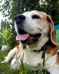 Close-up of a dog looking away