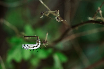 Close-up of insect on plant