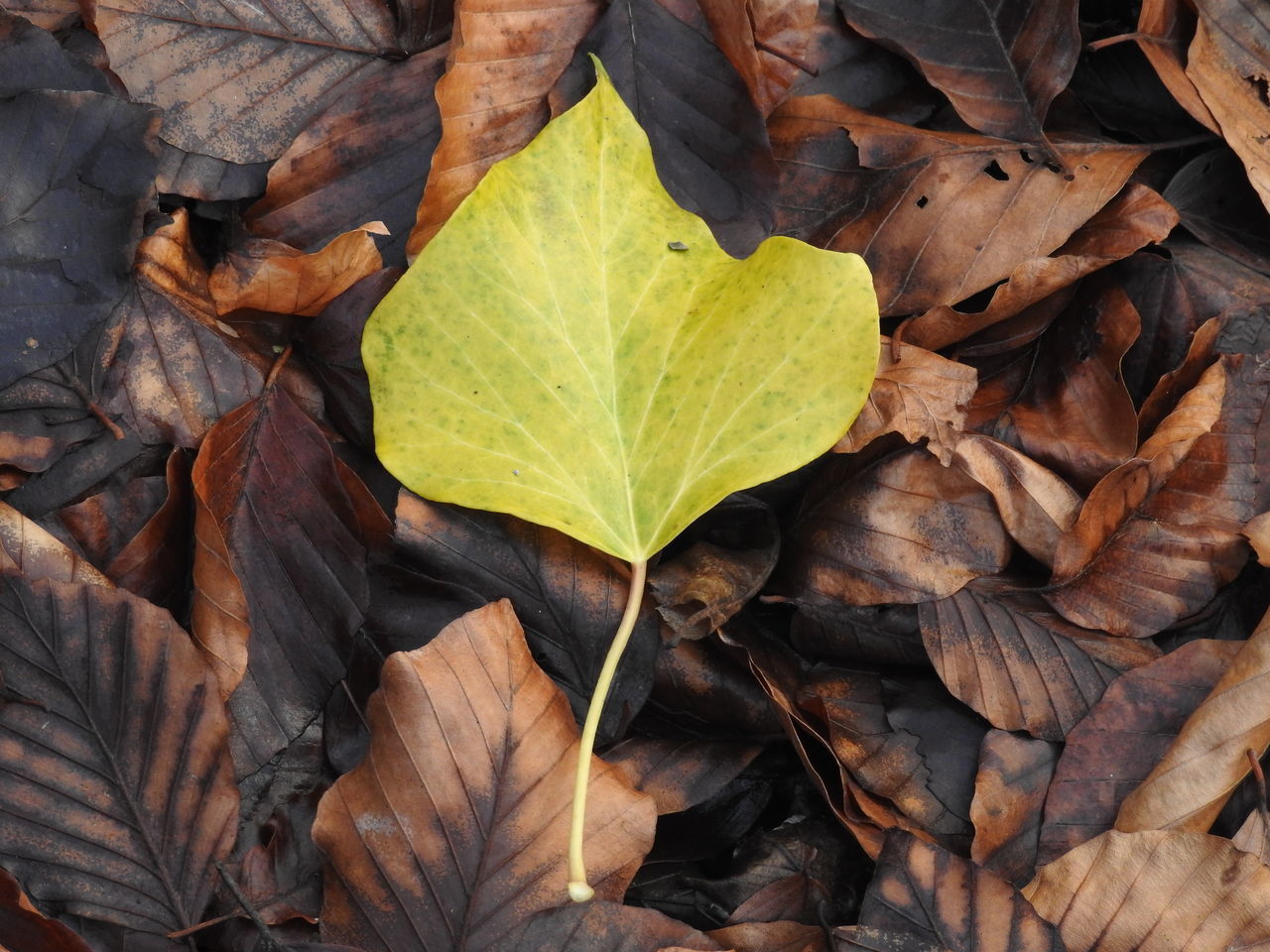 HIGH ANGLE VIEW OF MAPLE LEAVES FALLEN IN AUTUMN