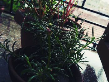 High angle view of potted plants in yard