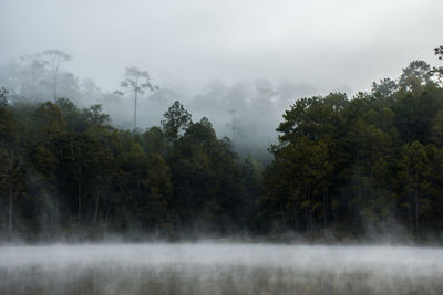 Trees in forest during foggy weather