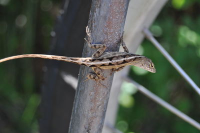 Close-up of lizard on metal fence