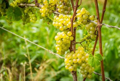 Close-up of grapes growing on tree