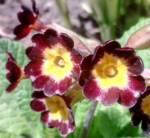 Close-up of flowering plant