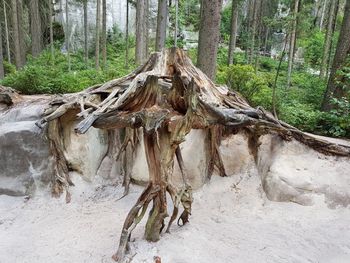 Driftwood on tree trunk in forest