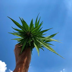 Low angle view of palm tree against blue sky