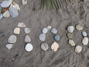 High angle view of seashells on beach