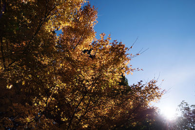 Low angle view of tree against sky during autumn