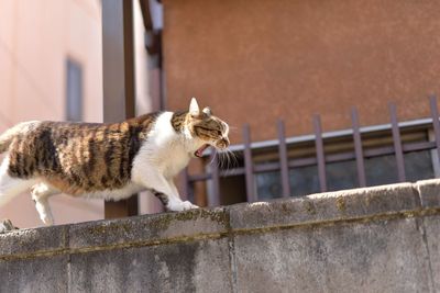 Side view of cat hissing on wall