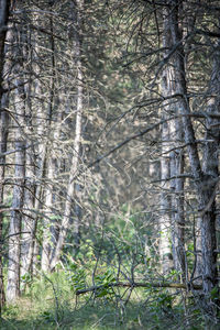 Trees in forest