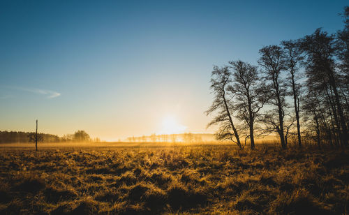 Marshland in morning light during autumn