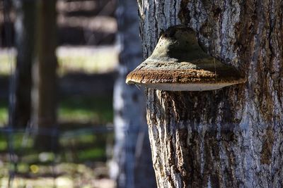 Close-up of a tree trunk