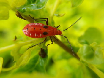 Close-up of ladybug on leaf