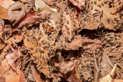 Close-up of insect on dry leaves