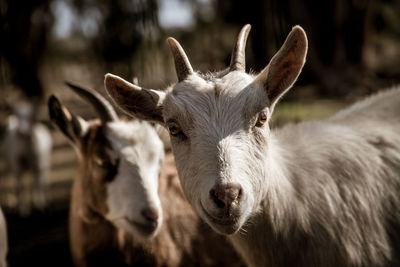 Close-up of an animal