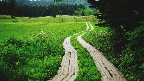 Scenic view of trees on land