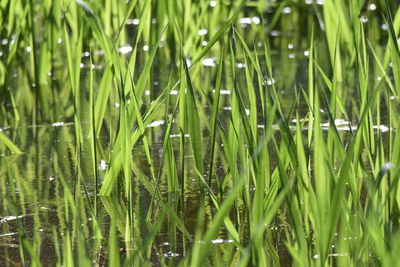 Close-up of wet grass