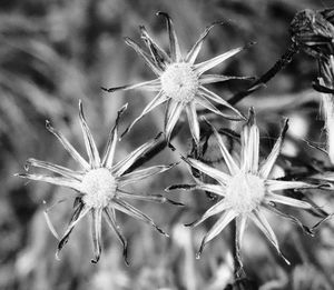 Close-up of flowers
