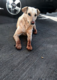 High angle portrait of dog relaxing on floor