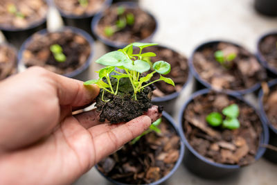 Cropped hand holding potted plant