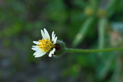 Close-up of white flowers