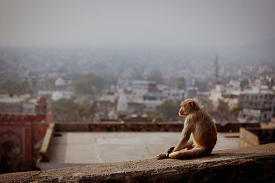 Monkey sitting on railing